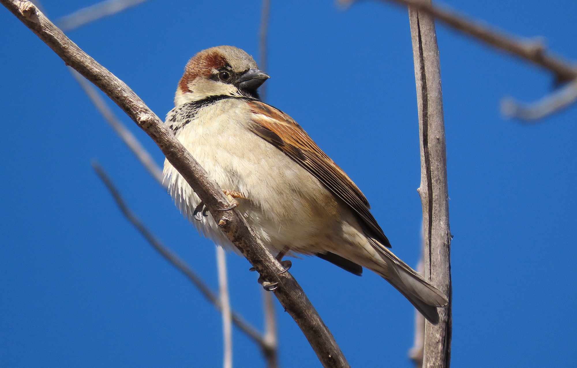 Detail Pics Of Sparrow Bird Nomer 29