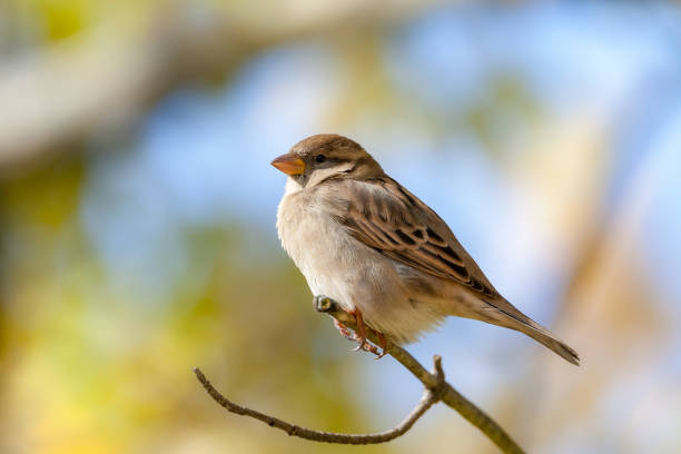Detail Pics Of Sparrow Bird Nomer 32