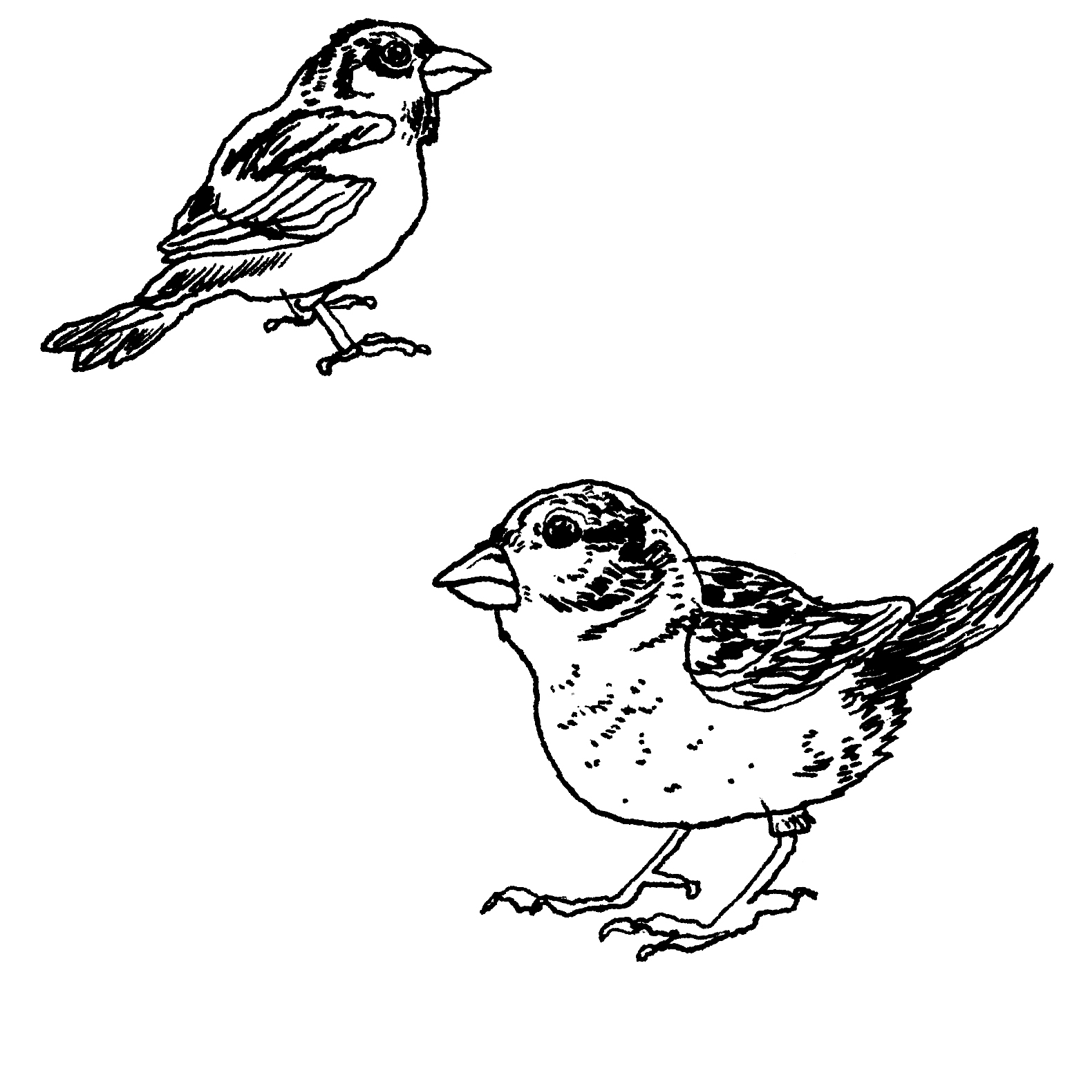 Detail Pics Of Sparrow Bird Nomer 38