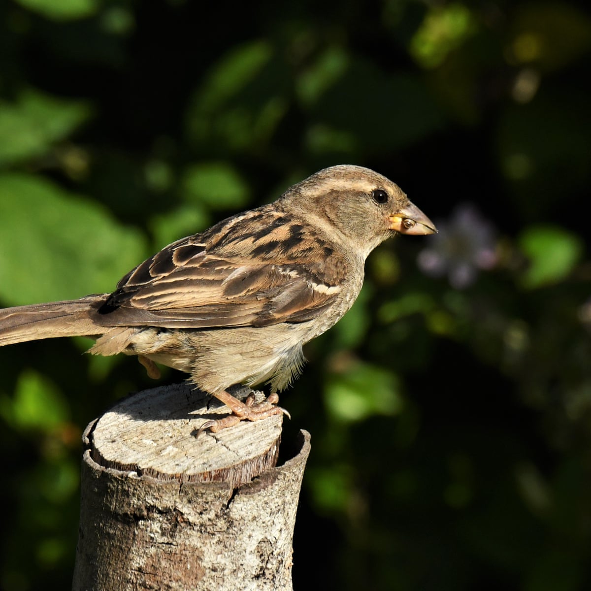 Detail Pics Of Sparrow Bird Nomer 40