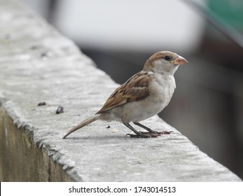 Detail Pics Of Sparrow Bird Nomer 46