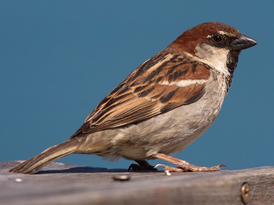 Detail Pics Of Sparrow Bird Nomer 50