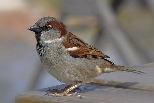 Detail Pics Of Sparrow Bird Nomer 8