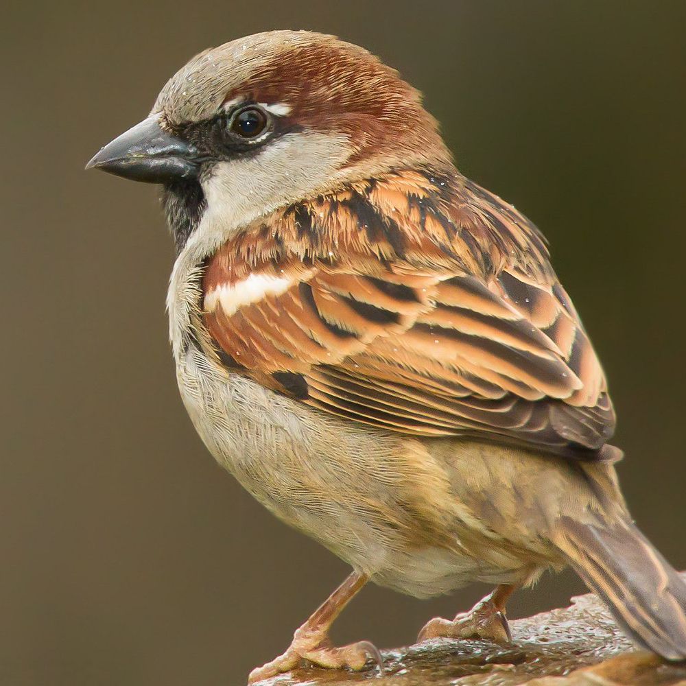 Detail Pics Of Sparrows Nomer 15