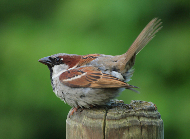 Detail Pics Of Sparrows Nomer 21