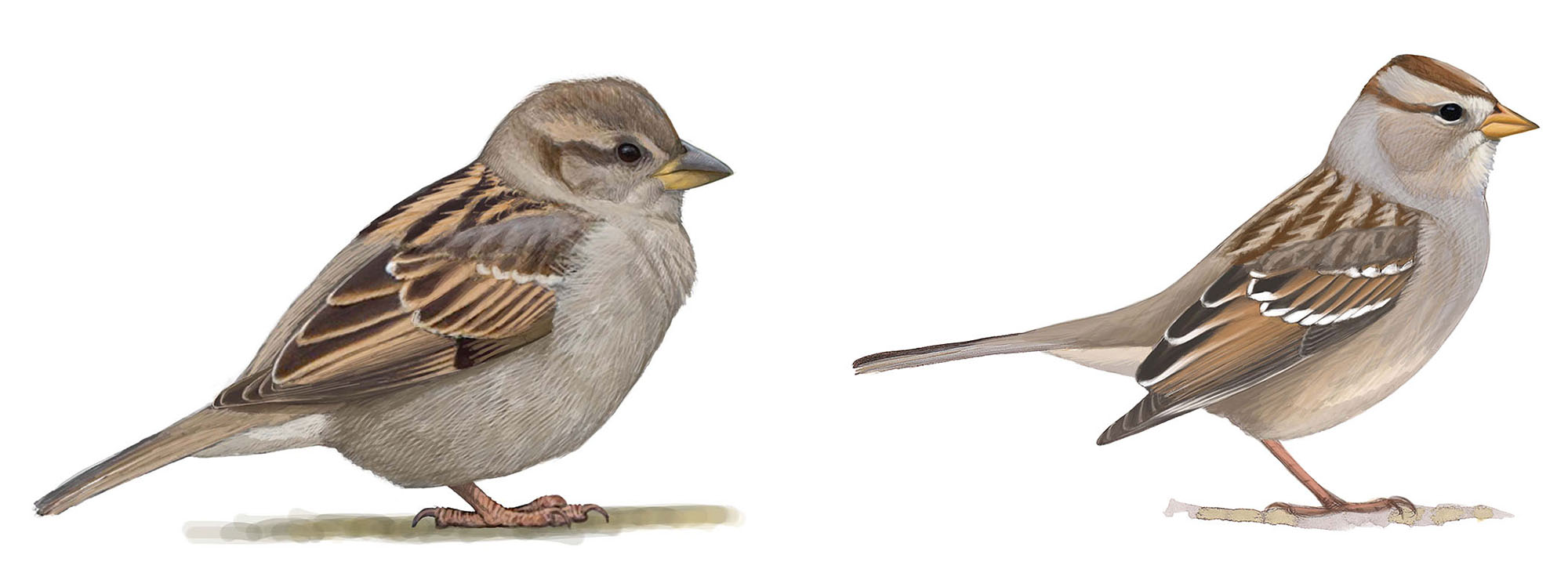 Detail Pics Of Sparrows Nomer 23