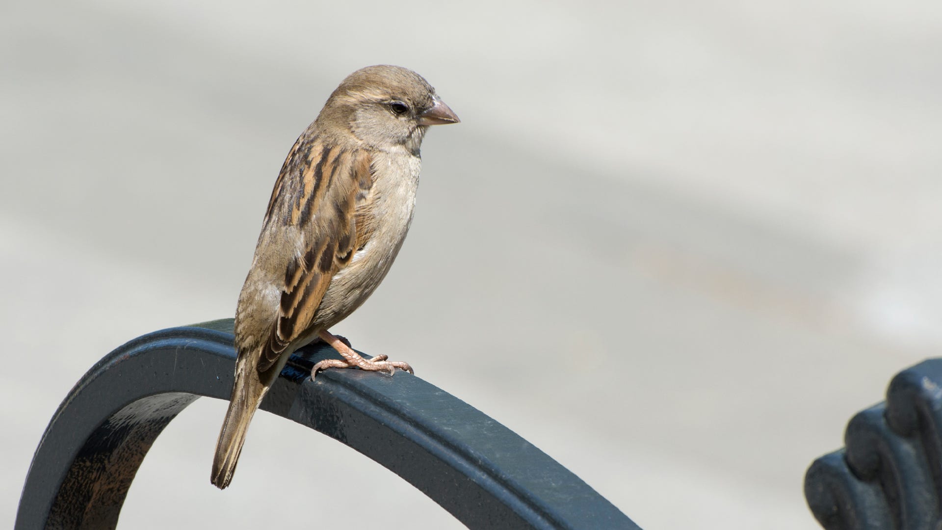 Detail Pics Of Sparrows Nomer 26
