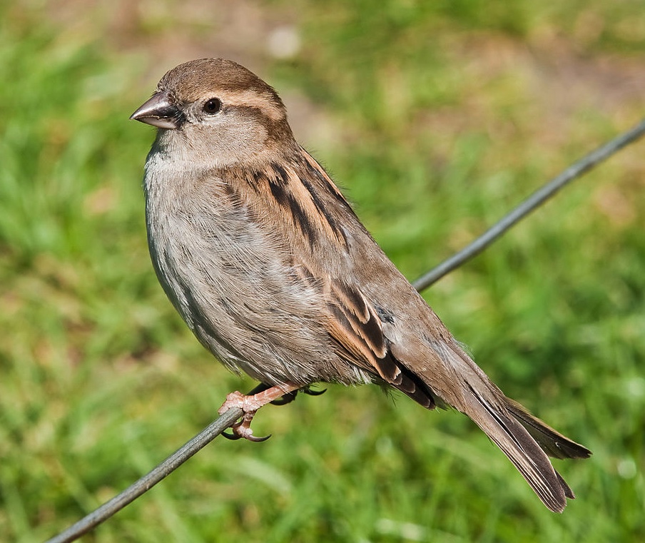 Detail Pics Of Sparrows Nomer 31