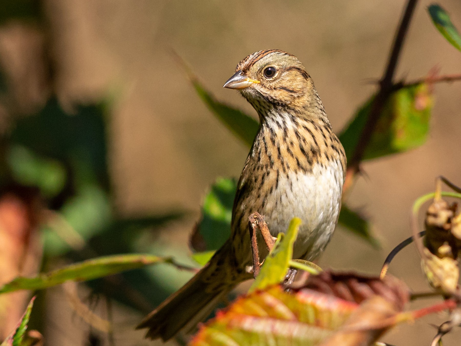 Detail Pics Of Sparrows Nomer 36