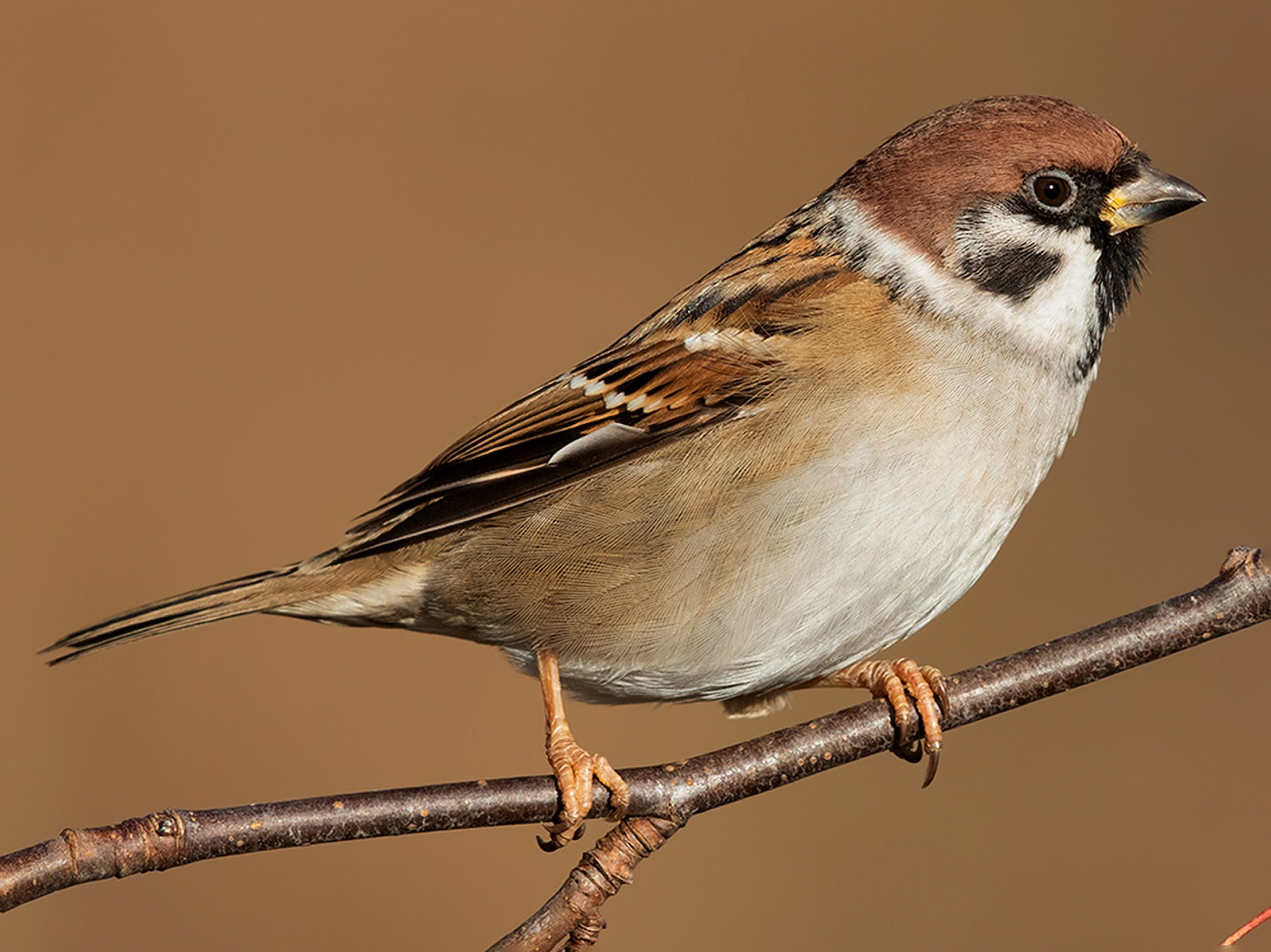 Detail Pics Of Sparrows Nomer 5