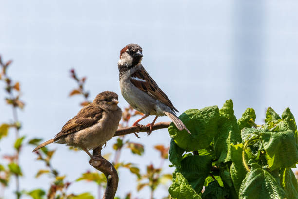Detail Pics Of Sparrows Nomer 44