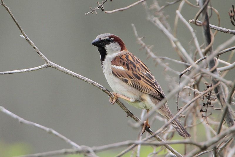 Detail Pics Of Sparrows Nomer 46