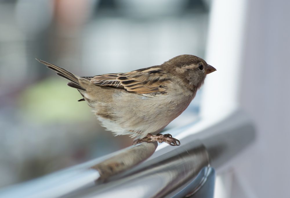 Detail Pics Of Sparrows Nomer 51