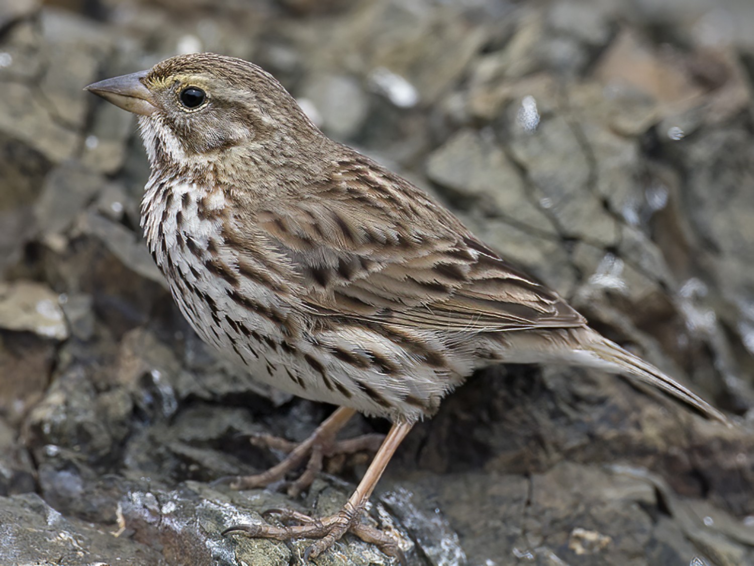 Detail Pics Of Sparrows Nomer 54
