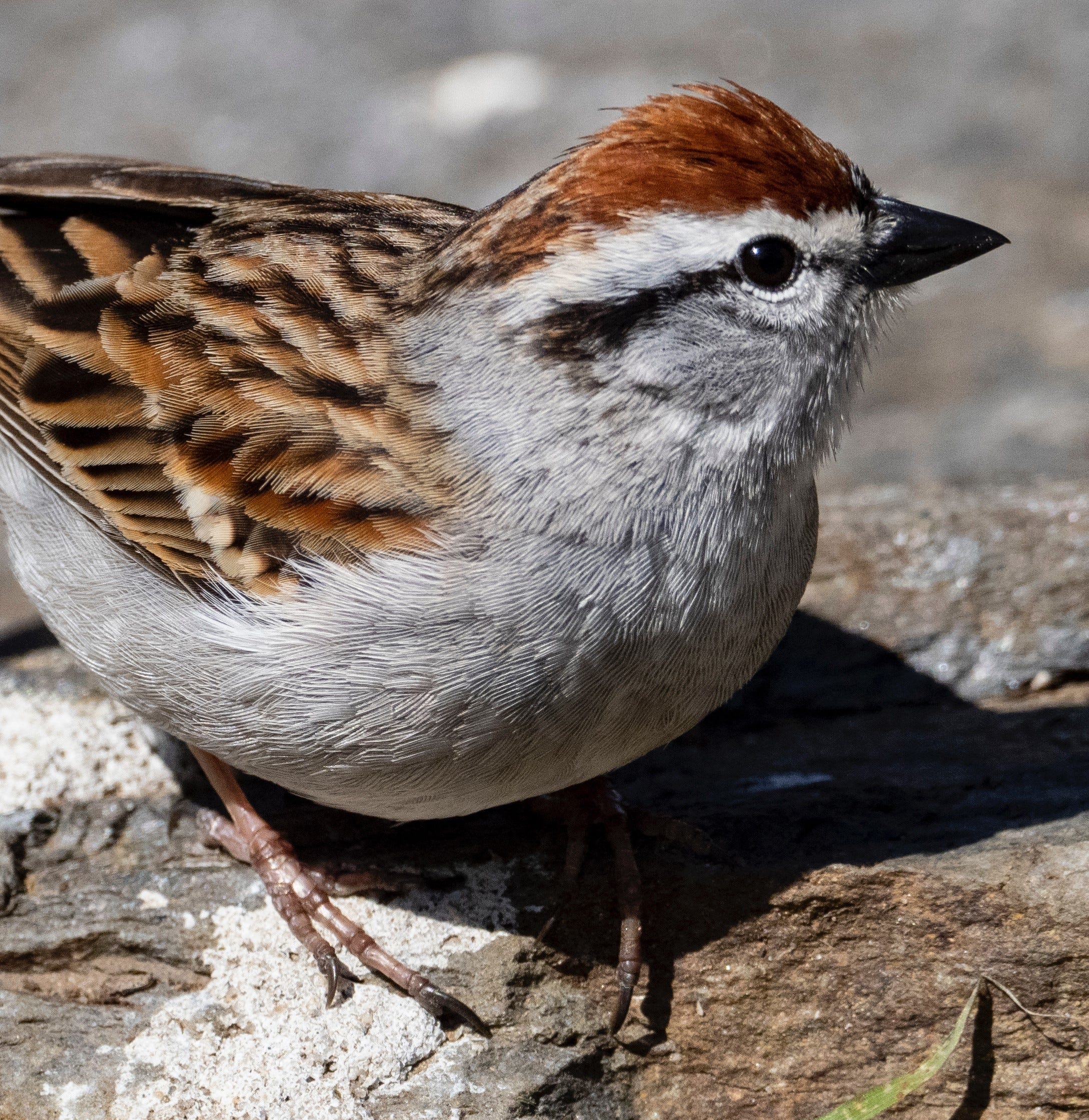Detail Pics Of Sparrows Nomer 55