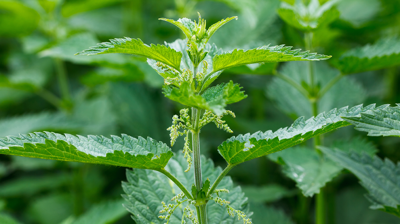 Pics Of Stinging Nettle - KibrisPDR