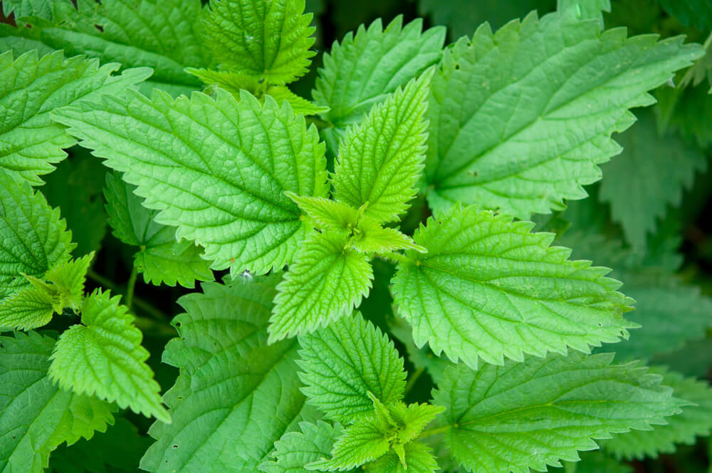 Detail Pics Of Stinging Nettle Nomer 12