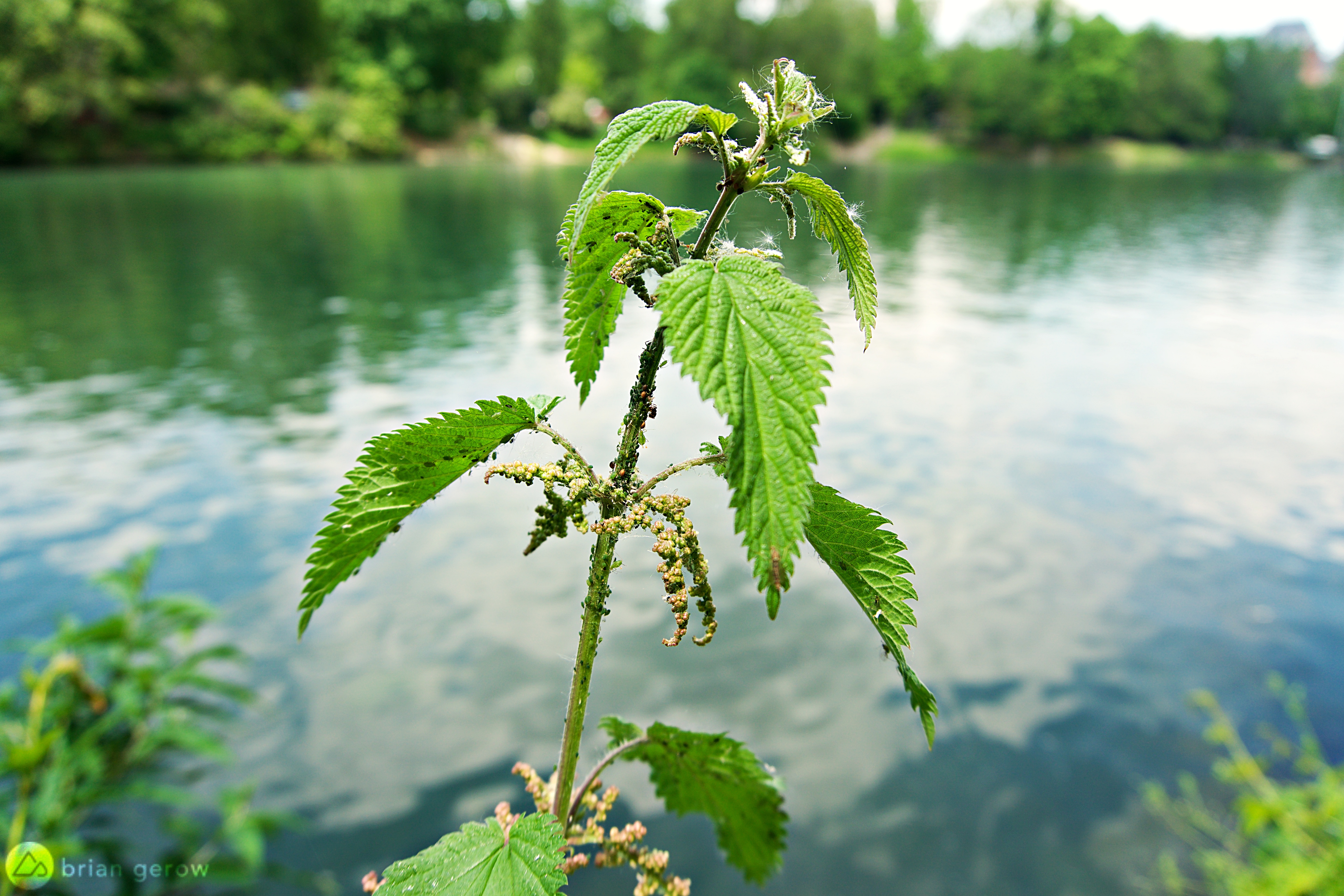 Detail Pics Of Stinging Nettle Nomer 22