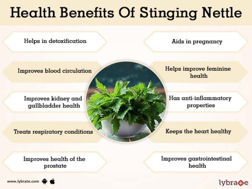 Detail Pics Of Stinging Nettle Nomer 25