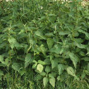 Detail Pics Of Stinging Nettle Nomer 28
