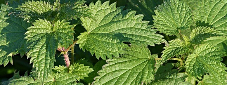Detail Pics Of Stinging Nettle Nomer 29