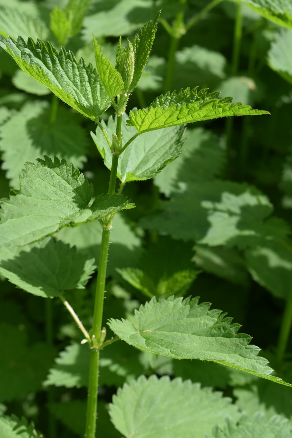 Detail Pics Of Stinging Nettle Nomer 32