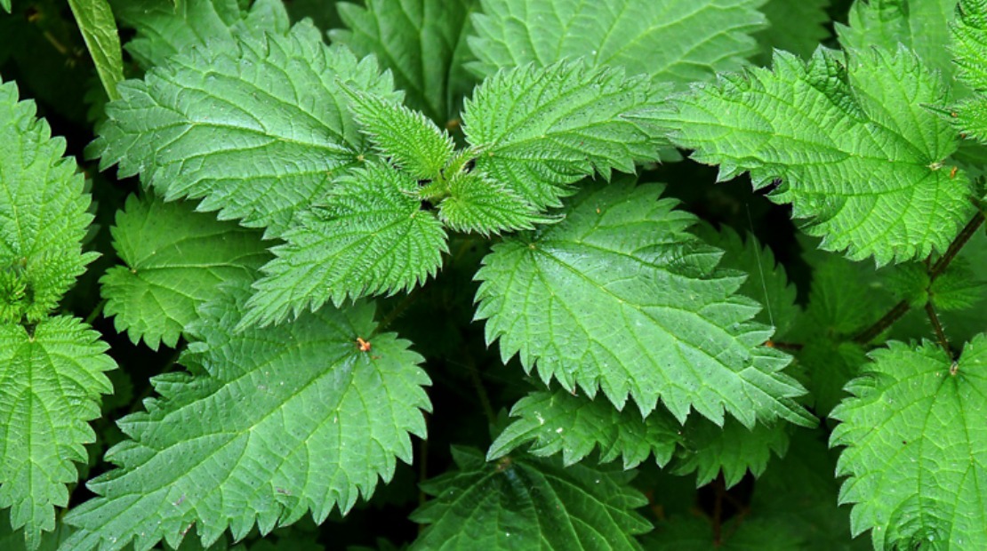 Detail Pics Of Stinging Nettle Nomer 33
