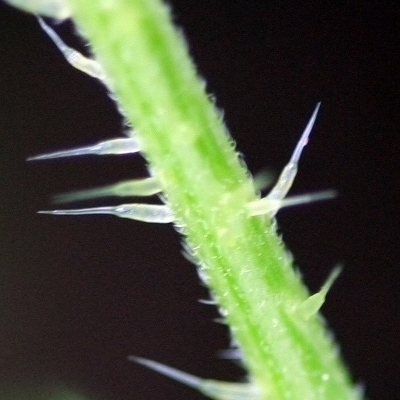 Detail Pics Of Stinging Nettle Nomer 35