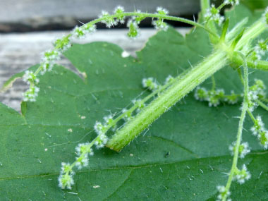 Detail Pics Of Stinging Nettle Nomer 38