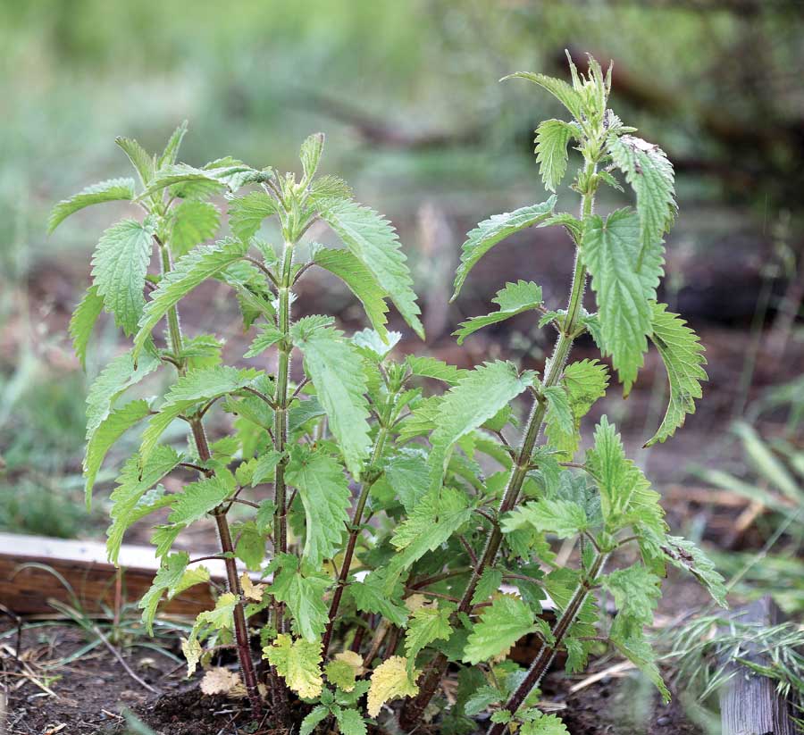 Detail Pics Of Stinging Nettle Nomer 5