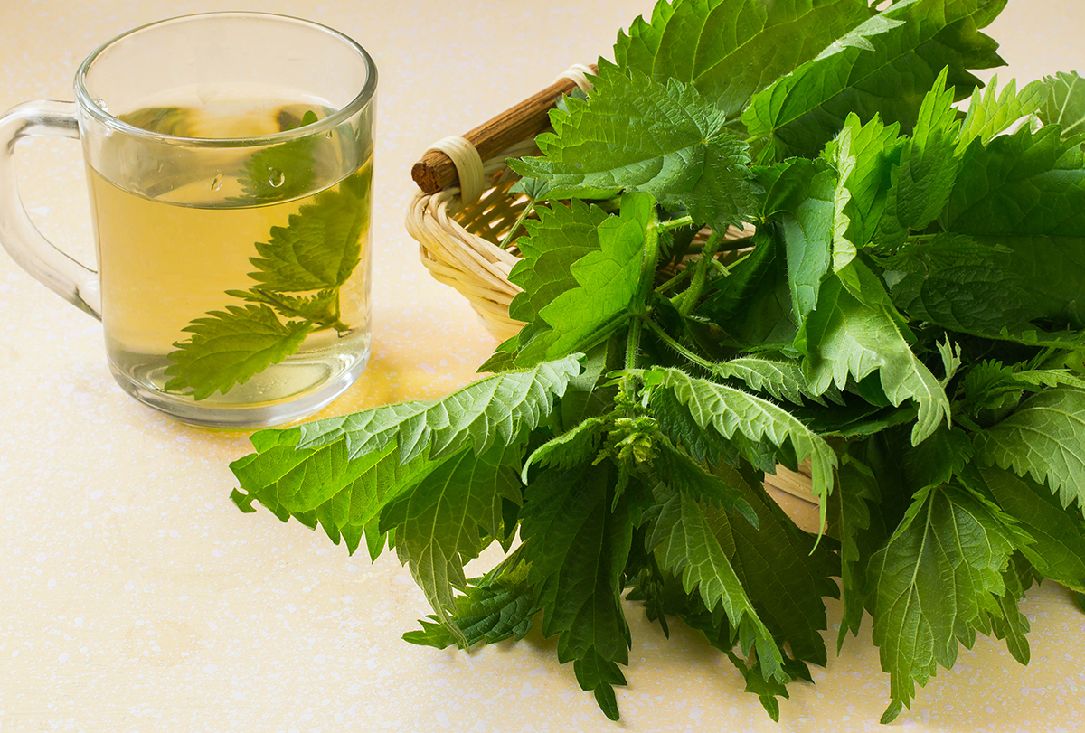Detail Pics Of Stinging Nettle Nomer 40