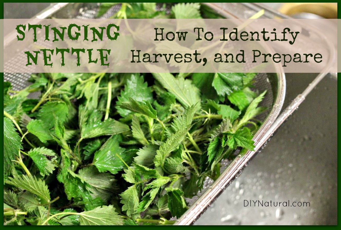 Detail Pics Of Stinging Nettle Nomer 44