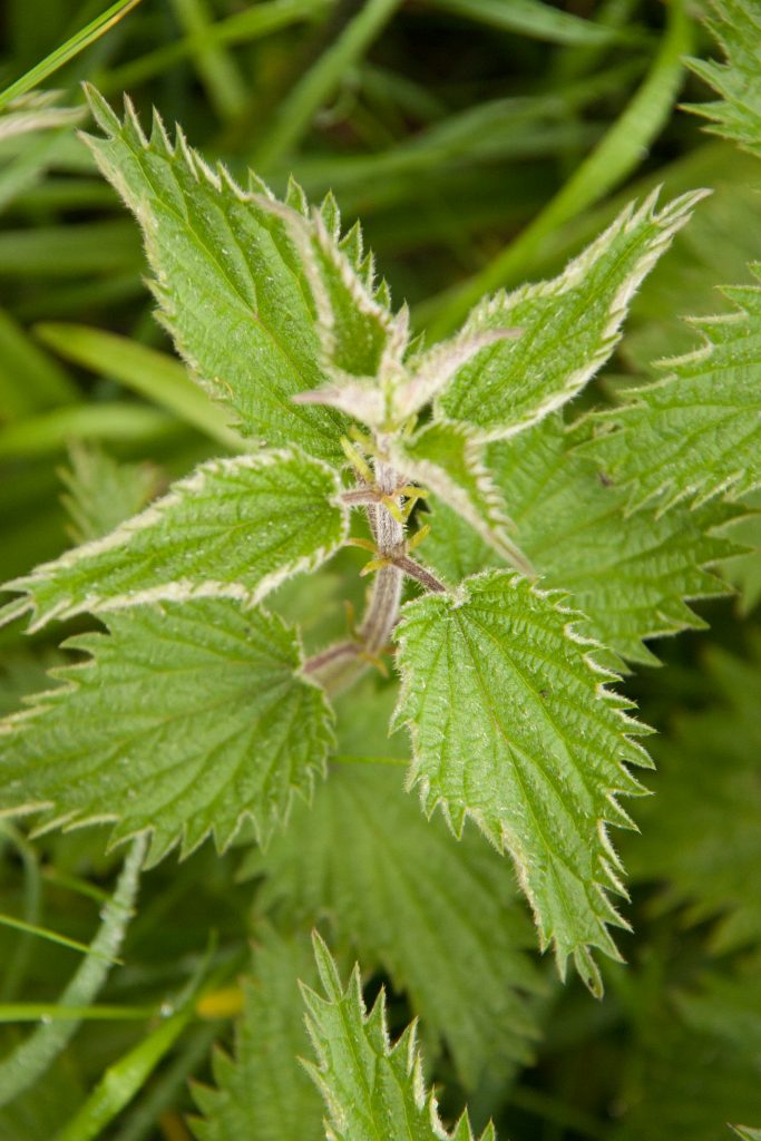 Detail Pics Of Stinging Nettle Nomer 45