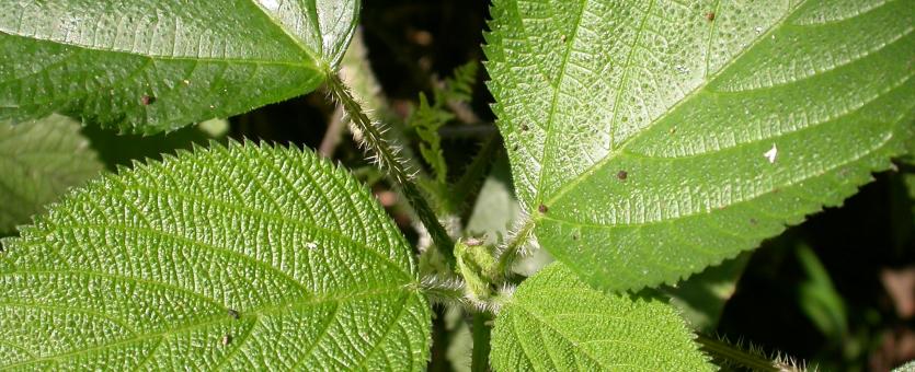 Detail Pics Of Stinging Nettle Nomer 46