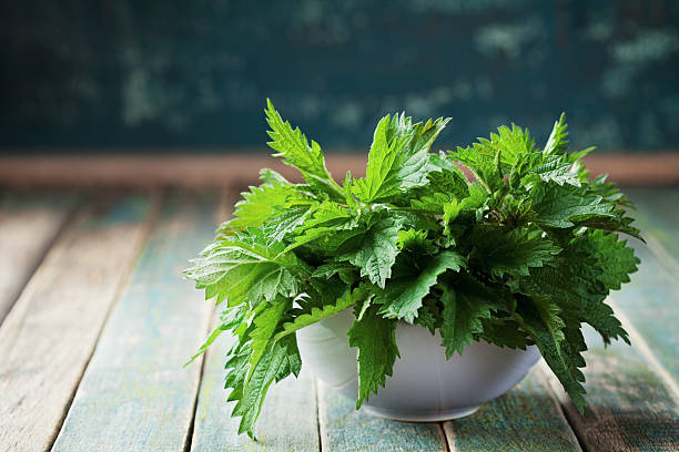 Detail Pics Of Stinging Nettle Nomer 47