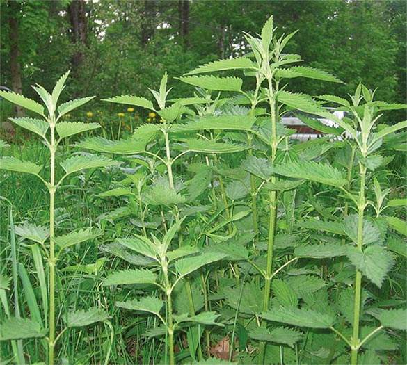 Detail Pics Of Stinging Nettle Nomer 48