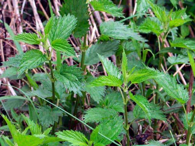 Detail Pics Of Stinging Nettle Nomer 50