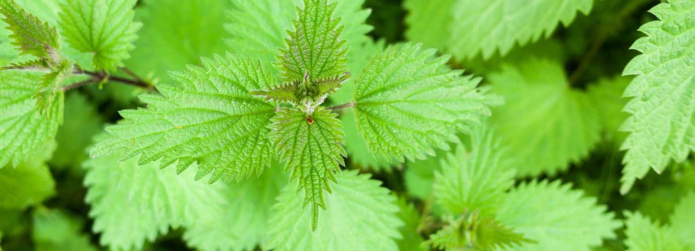 Detail Pics Of Stinging Nettle Nomer 55