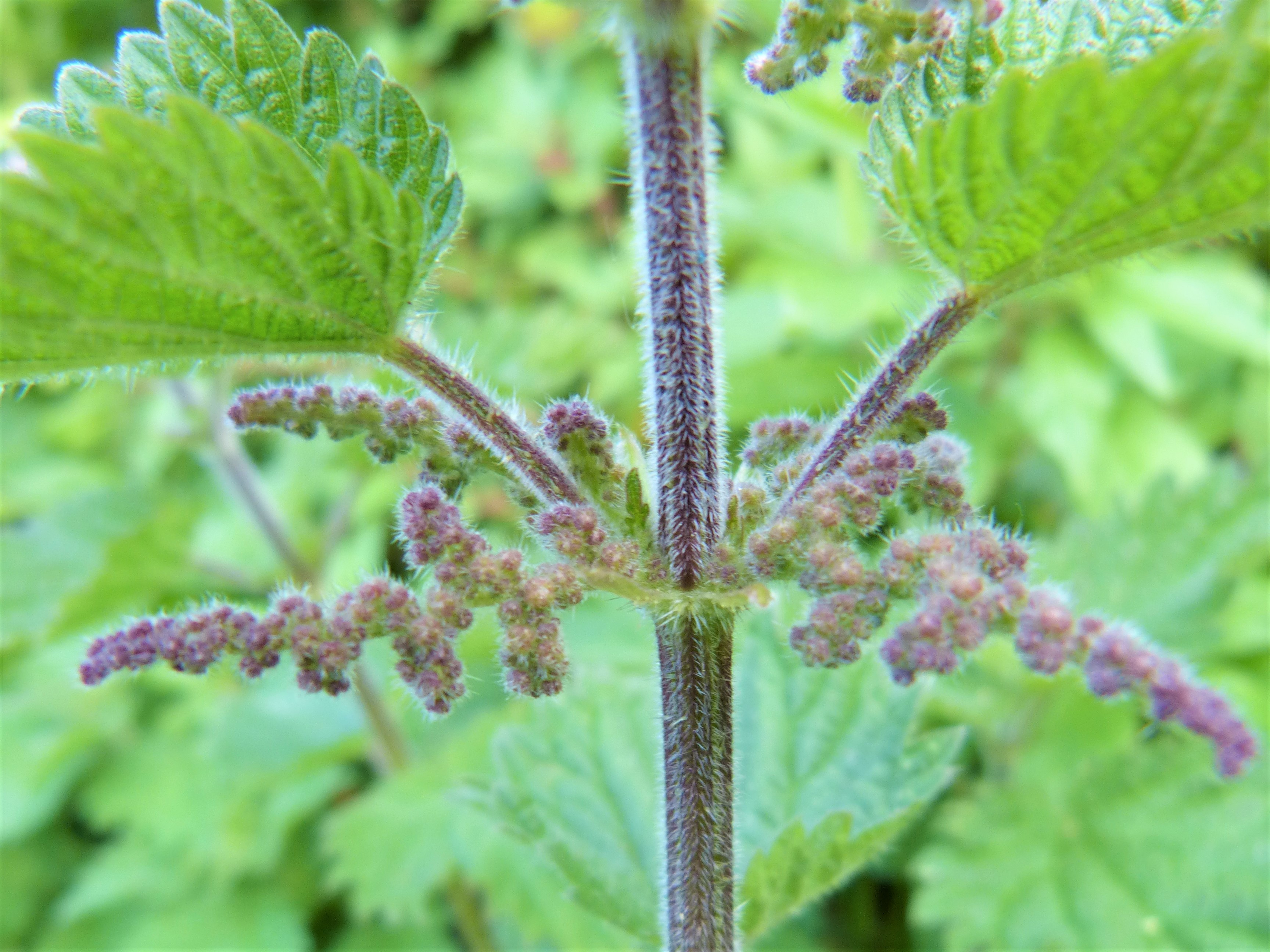 Detail Pics Of Stinging Nettle Nomer 56