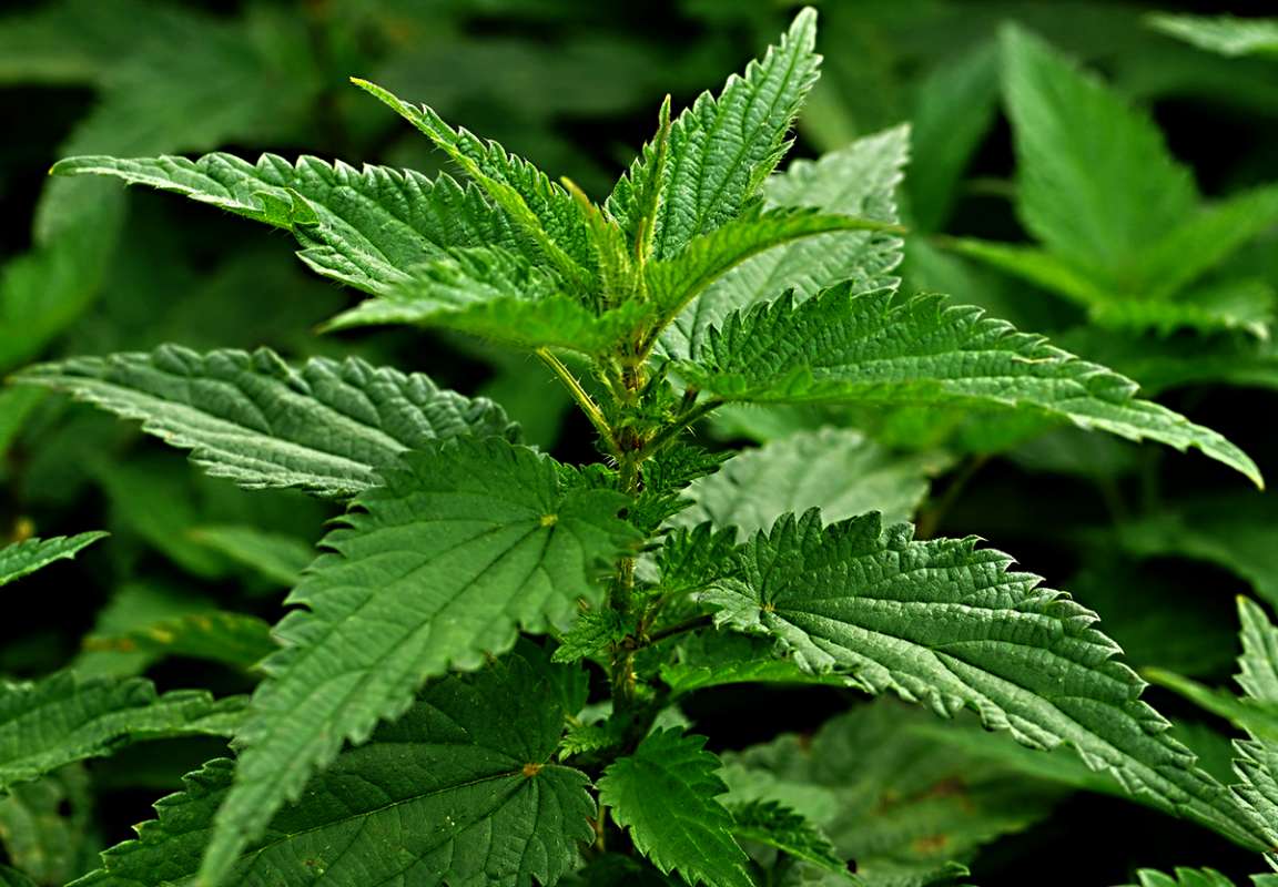 Detail Pics Of Stinging Nettle Nomer 9