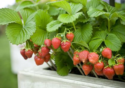 Detail Pics Of Strawberries Nomer 49