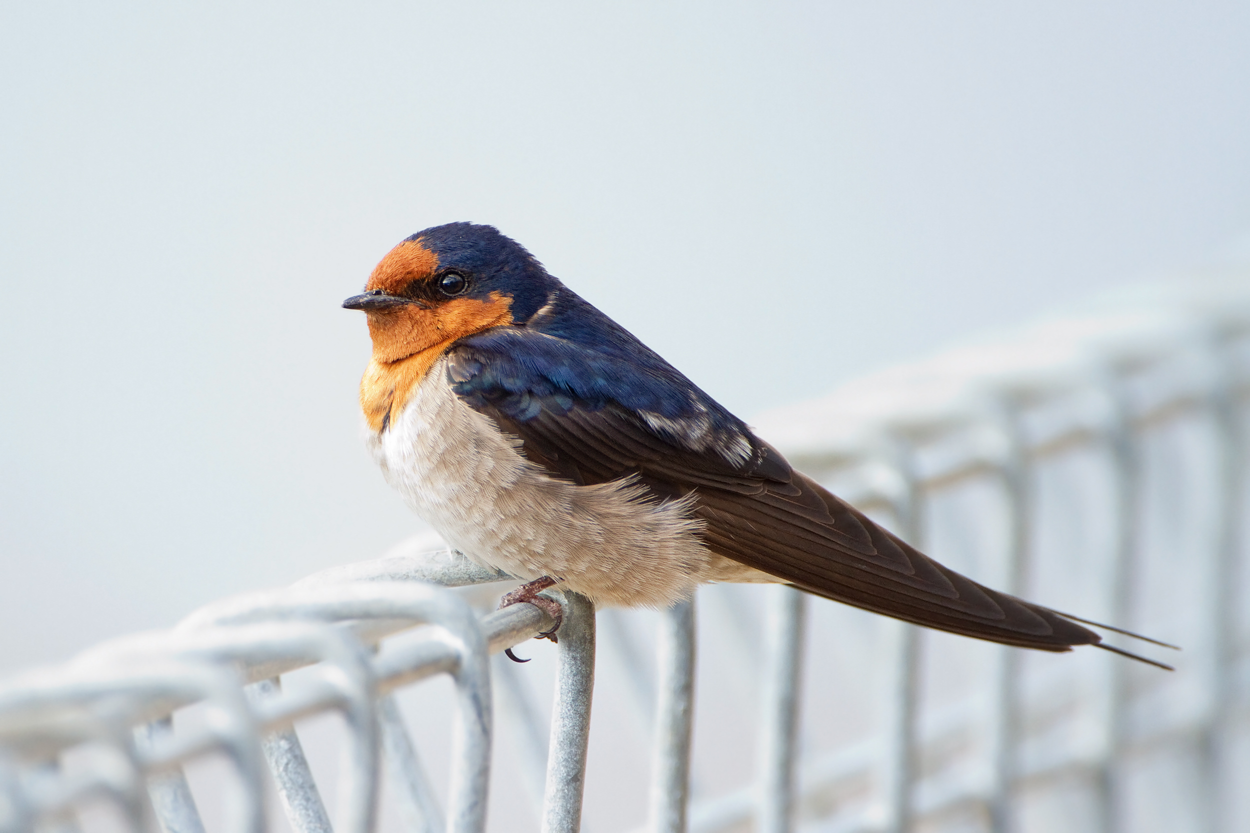 Detail Pics Of Swallow Bird Nomer 18