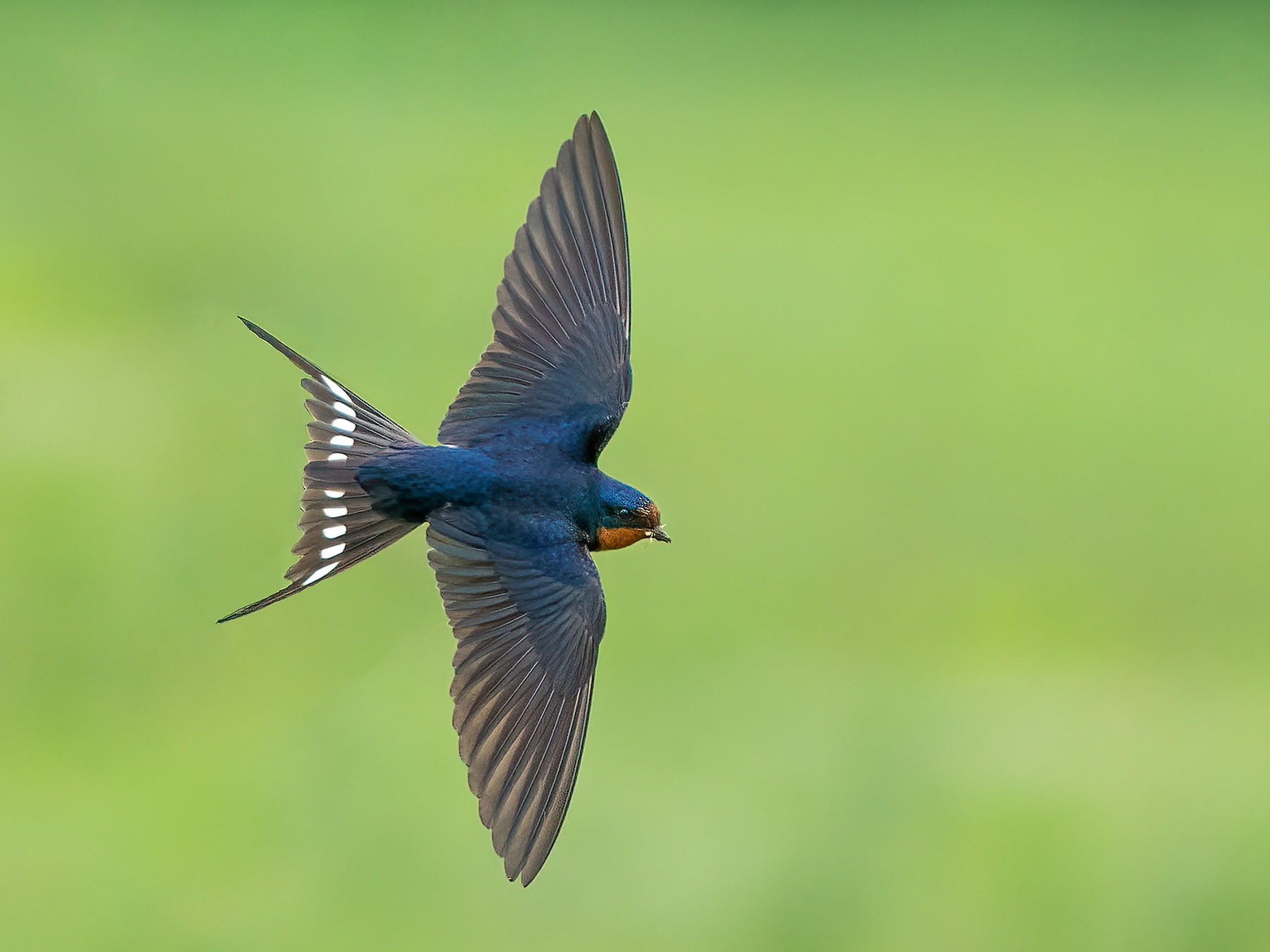 Detail Pics Of Swallow Bird Nomer 28
