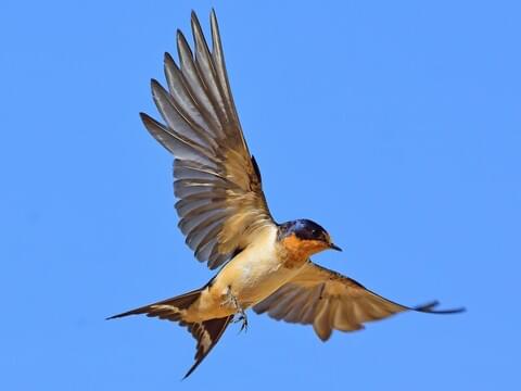 Detail Pics Of Swallow Bird Nomer 42