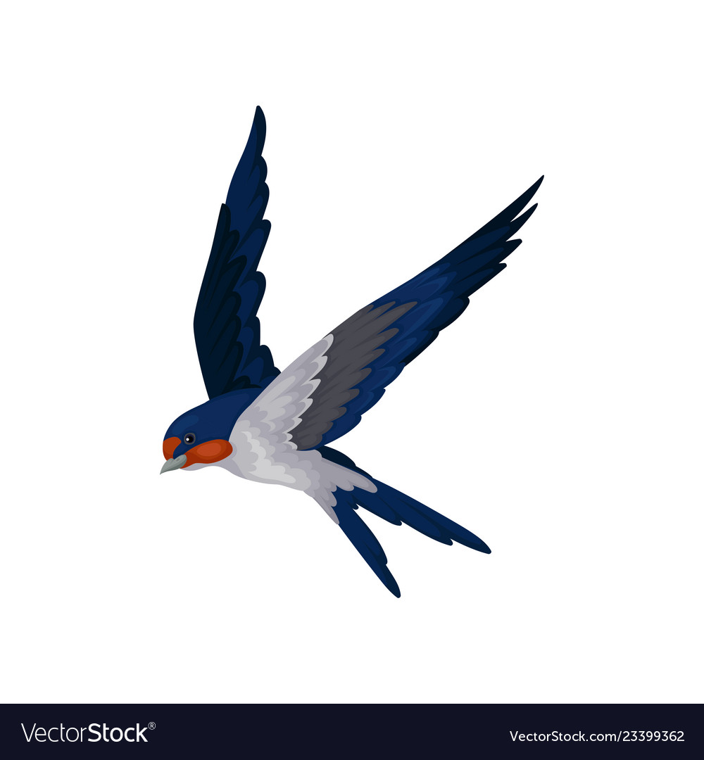 Detail Pics Of Swallow Bird Nomer 47