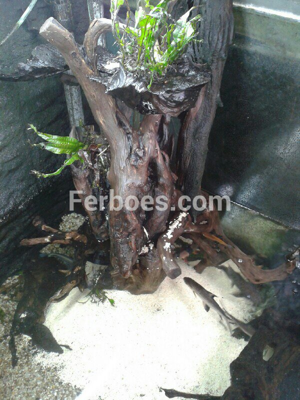 Detail Membuat Air Terjun Aquascape Nomer 40