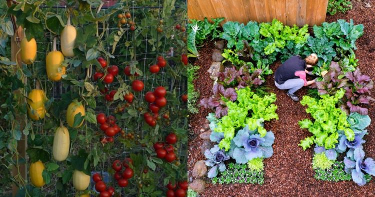 Detail Membuat Kebun Sayur Di Pekarangan Rumah Nomer 18