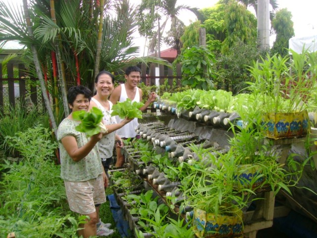 Detail Membuat Kebun Sayur Di Pekarangan Rumah Nomer 26