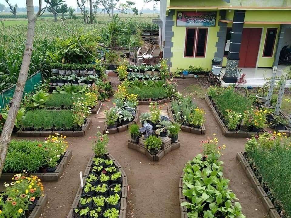 Detail Membuat Kebun Sayur Di Pekarangan Rumah Nomer 37