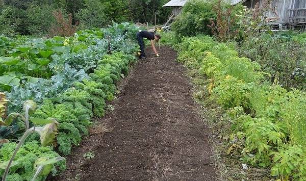 Detail Membuat Kebun Sayur Di Pekarangan Rumah Nomer 38